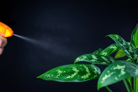 Chinese evergreens with white stripe leaves (Aglaonema commutatum), watering plants