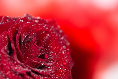 Natural red roses background. Colorful rose wall background.の写真素材