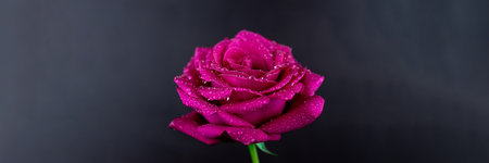 Natural red roses background. Colorful rose wall background.の写真素材