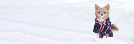 chihuahua dog posing in the snow in a winter jacketの写真素材