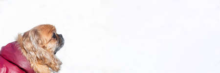 Portrait of small Pekingese dog on white blurred background.Do not leave animals in winter. Concept of animal shelter.の写真素材