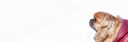 Portrait of small Pekingese dog on white blurred background.Do not leave animals in winter. Concept of animal shelter.の写真素材