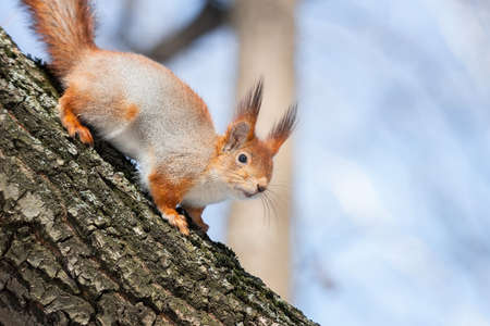 Cute funny bushy tailed eurasian red squirrel sitting on a tree branch in the winter snowの写真素材