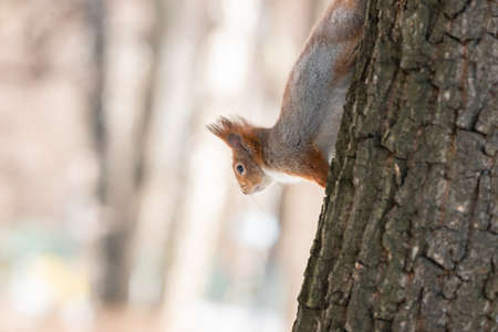 Cute funny bushy tailed eurasian red squirrel sitting on a tree branch in the winter snowの写真素材