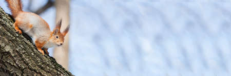 Cute funny bushy tailed eurasian red squirrel sitting on a tree branch in the winter snowの写真素材