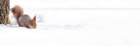 Cute funny bushy tailed eurasian red squirrel sitting on a tree branch in the winter snowの写真素材