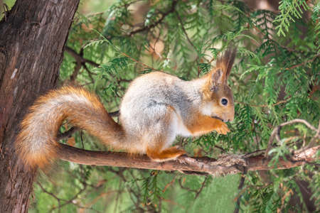 Cute funny bushy tailed eurasian red squirrel sitting on a tree branch in the winter snow