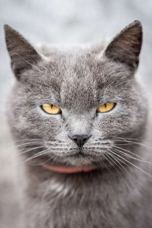 Little cute fluffy gray kitten in green grass on a summer day. Portrait of a kitten in nature.