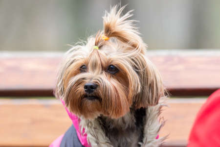 A dog toy terrier on the grass in the Park, against the backdrop of summer. Place for textの写真素材