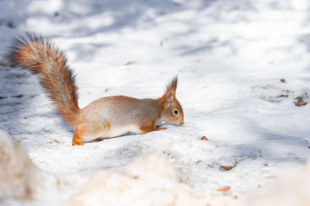 Cute funny bushy tailed eurasian red squirrel sitting on a tree branch in the winter snowの写真素材
