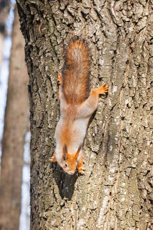 Cute funny bushy tailed eurasian red squirrel sitting on a tree branch in the winter snow