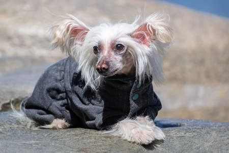 Portrait of amazing Chinese Crested Dog in summerの写真素材
