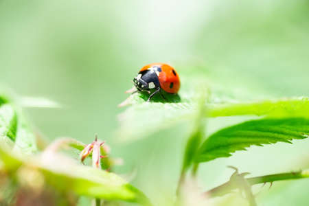 macro of a ladybug (coccinella magnifica) on verbena leafs eating aphids; pesticide free biological pest control through natural enemies; organic farming conceptの写真素材