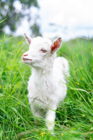 White baby goat on green grass in sunny day