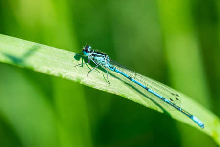 Dragonfly sitting on a dry stick, wildlife. A thin blue dragonfly sits on a narrow leaf of grass....