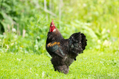 Beautiful red cock on green grass, rustic nature on farm