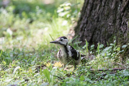 A male Great Spotted woodpecker (Dendrocopos major) looking for insects on the side of a treeの写真素材