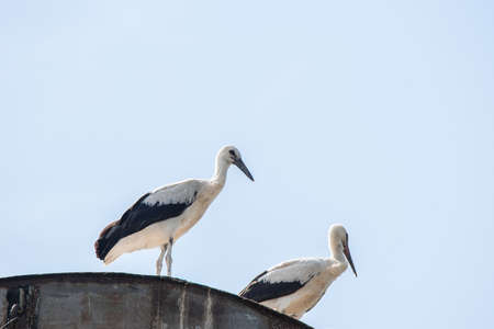 two storks in the nest against the background of the blue sky, hatching eggs, Polish birds