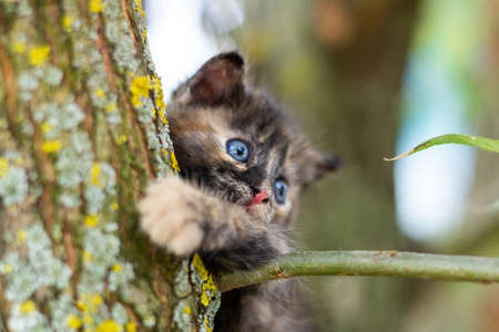 Little cute fluffy gray kitten in green grass on a summer day. Portrait of a kitten in nature.の写真素材