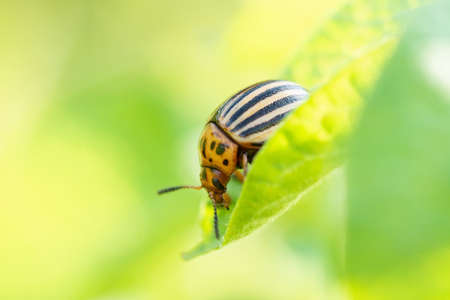 The Colorado potato beetle (Leptinotarsa decemlineata) is a serious pest of potatoes, tomatoes and eggplants. Insecticides are currently the main method of beetle control. Close up with shallow DOF.の写真素材