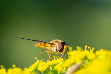 Eristalis pertinax is a European hoverfly. A macro shot of a hoverfly (Eristalis pertinax).の写真素材