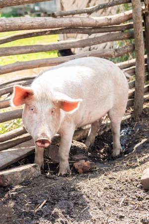 Pink pigs on the farm. Swine at the farm. Meat industry. Pig farming to meet the growing demand for meatの写真素材