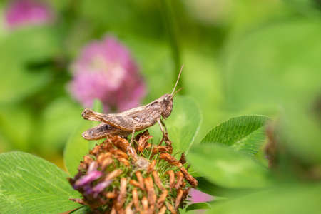 Large marsh grasshopper (Stethophyma grossum), a threatened insect species typical for wet meadow and marshの写真素材