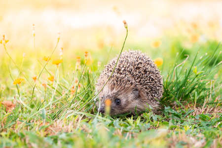 Hedgehog (Scientific name: Erinaceus Europaeus) close up of a wild, native, European hedgehog, facing right in natural garden habitat on green grass lawn. Horizontal. Space for copy.の写真素材