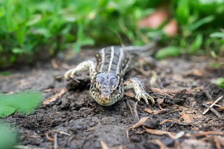 The head of a female lizard, macro photo of the head of a female lizard, Lacerta agilisの写真素材