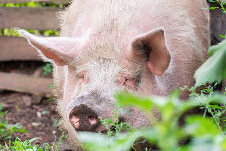 Pink pigs on the farm. Swine at the farm. Meat industry. Pig farming to meet the growing demand for...