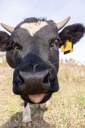 Red angus heifer portrait picture blue sky backgroundの写真素材