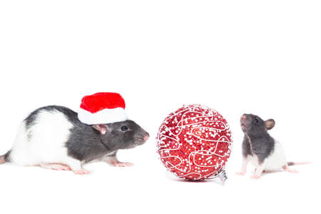 Rat with Christmas ball on isolated white backgroundの写真素材