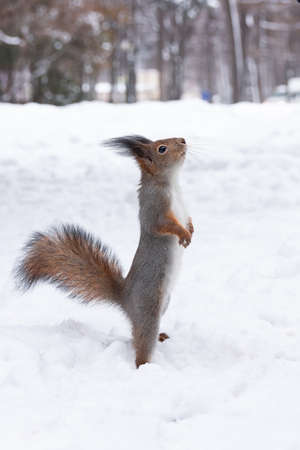 Red squirrel sits on snow and holds a nut stock photo. Squirrel sits in winter forest or parkの写真素材