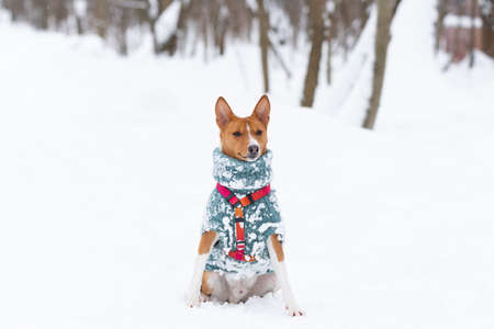 Basenji dog walks in the field. Winter is not a lot of snow on the grass. Closeup portraitの写真素材