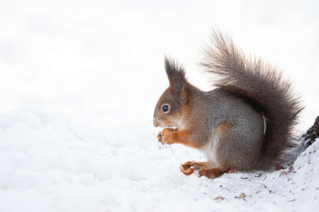 Squirrel in winter sits on a tree trunk with snow. Eurasian red squirrel, Sciurus vulgaris, sitting...
