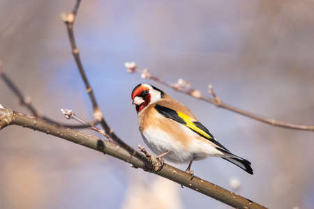 European goldfinch (Carduelis carduelis) sitting on the branch of thuja treeの写真素材