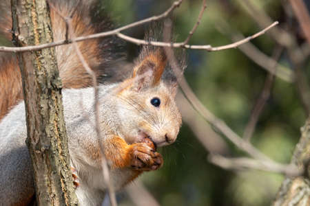Squirrel in winter sits on a tree trunk with snow. Eurasian red squirrel, Sciurus vulgaris, sitting...