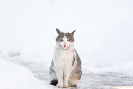 Fluffy bright kitten sitting in the snow looking up in the winterの写真素材