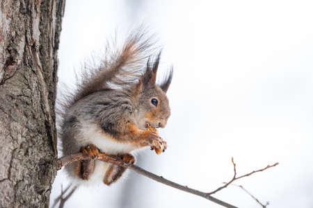 Squirrel in winter sits on a tree trunk with snow. Eurasian red squirrel, Sciurus vulgaris, sitting on branch covered in snow in winter.の写真素材