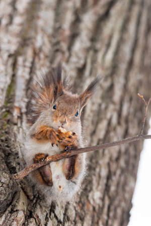 Squirrel in winter sits on a tree trunk with snow. Eurasian red squirrel, Sciurus vulgaris, sitting on branch covered in snow in winter.の写真素材