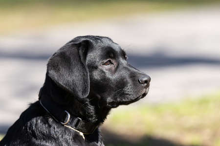 Portrait of an black Labrador Retriever Puppy hiding in a bush of flowers. dog explore natureの写真素材