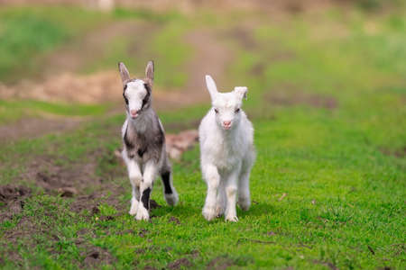White baby goat on green grass in sunny dayの写真素材