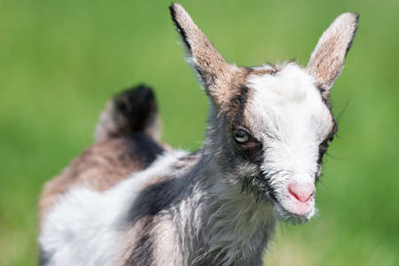 White goat in the garden eats young succulent grass, breeding goats.