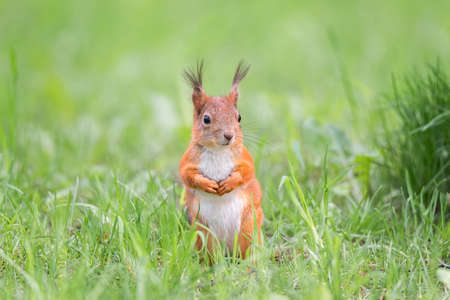 Cute red squirrel with long pointed ears in spring time . wild life in spring forest. Sciurus vulgaris.の写真素材