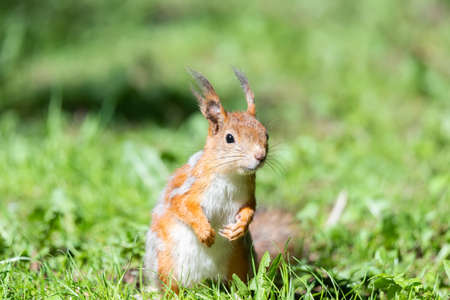 Cute red squirrel with long pointed ears in spring time . wild life in spring forest. Sciurus vulgaris.の写真素材