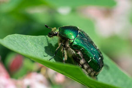 Agricultural pest a green bug chafer (Cetonia aurata) sits on a flowers. Insect on plant in garden...