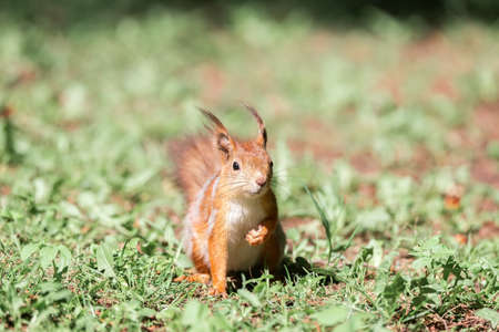 squirrel with long pointed ears in spring time. wild life in spring forest. Sciurus vulgaris.の写真素材