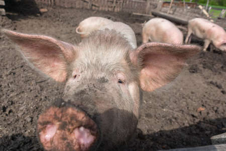 Pink pigs on the farm. Swine at the farm. Meat industry. Pig farming to meet the growing demand for...