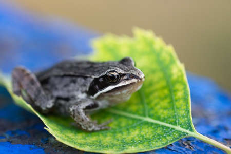 The common toad, European toad (Bufo bufo) on woodland road, toads are useful in the garden, they...