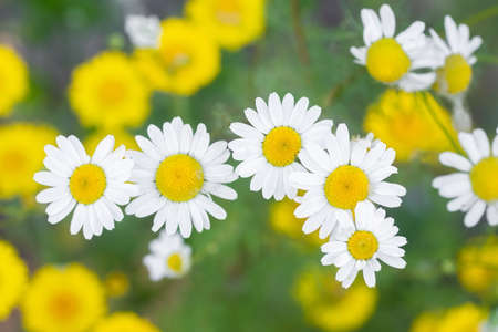 Flower of garden or medicinal chamomile (Matricaria recutita). The concept of naturalness....